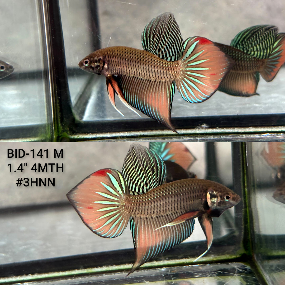 Live Male Betta Orange Splendens Wild Plakat (BID-141)S122 High quality what you see what you get!!