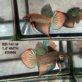 Live Male Betta Orange Splendens Wild Plakat (BID-141)S122 High quality what you see what you get!!