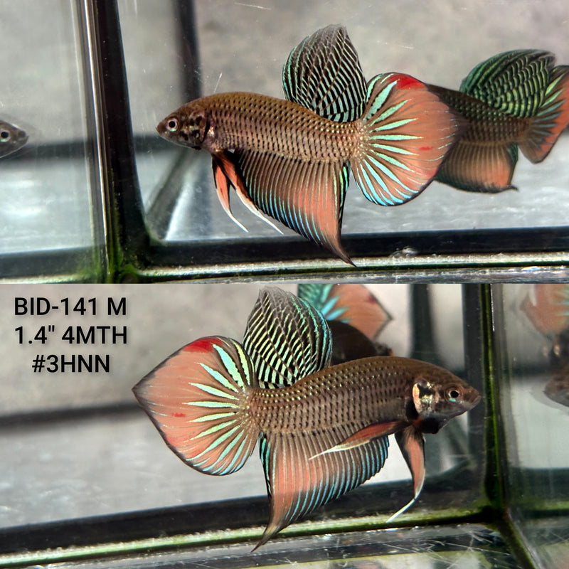 Live Male Betta Orange Splendens Wild Plakat (BID-141) High quality what you see what you get!!