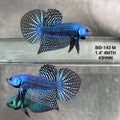 Live Male Betta Blue Alien Hybrid Wild Plakat (BID-143)S126 High quality what you see what you get!!