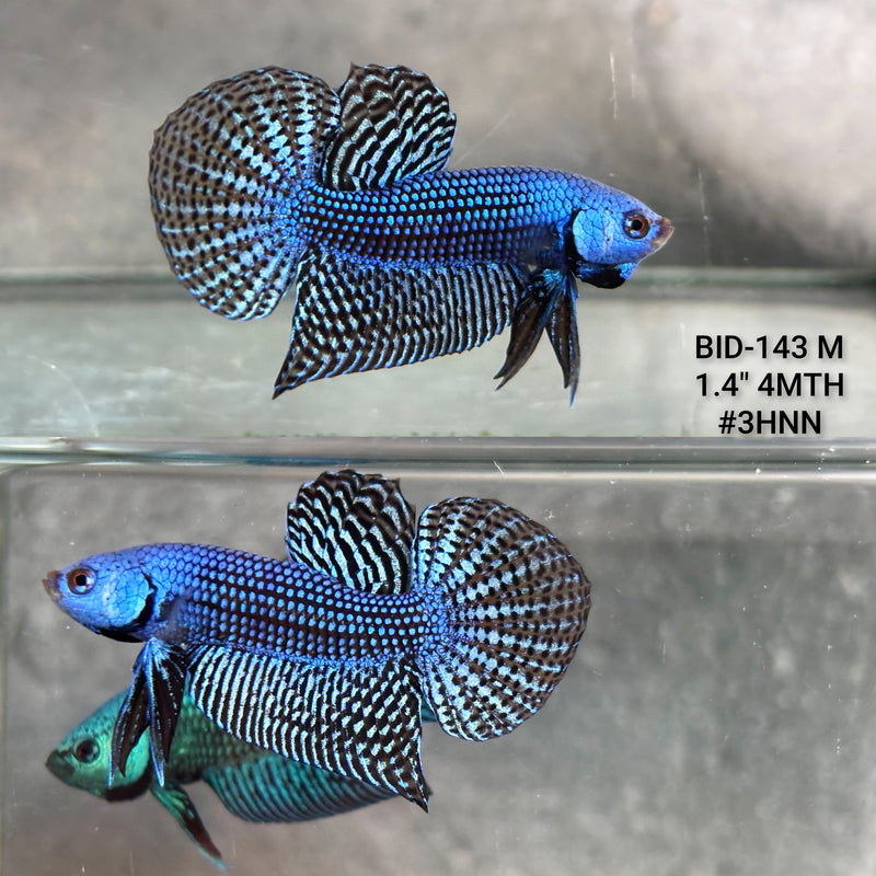 Live Male Betta Blue Alien Hybrid Wild Plakat (BID-143) High quality what you see what you get!!