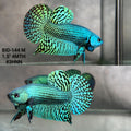 Live Male Betta Green Alien Hybrid Wild Plakat (BID-144)S194 High quality what you see what you get!!