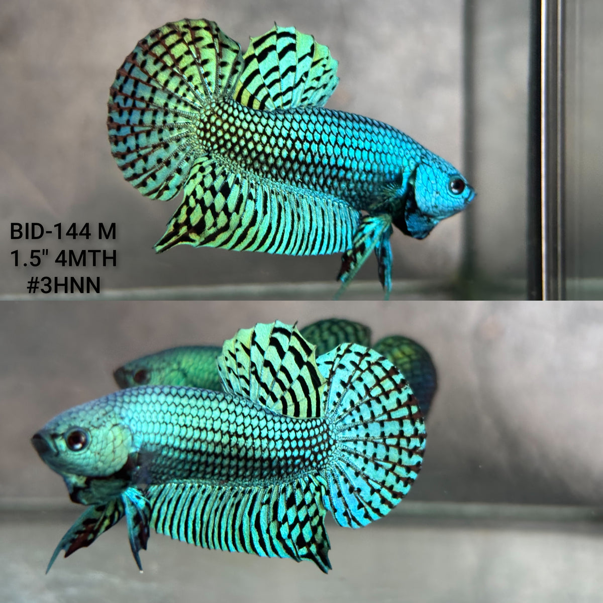 Live Male Betta Green Alien Hybrid Wild Plakat (BID-144)S194 High quality what you see what you get!!