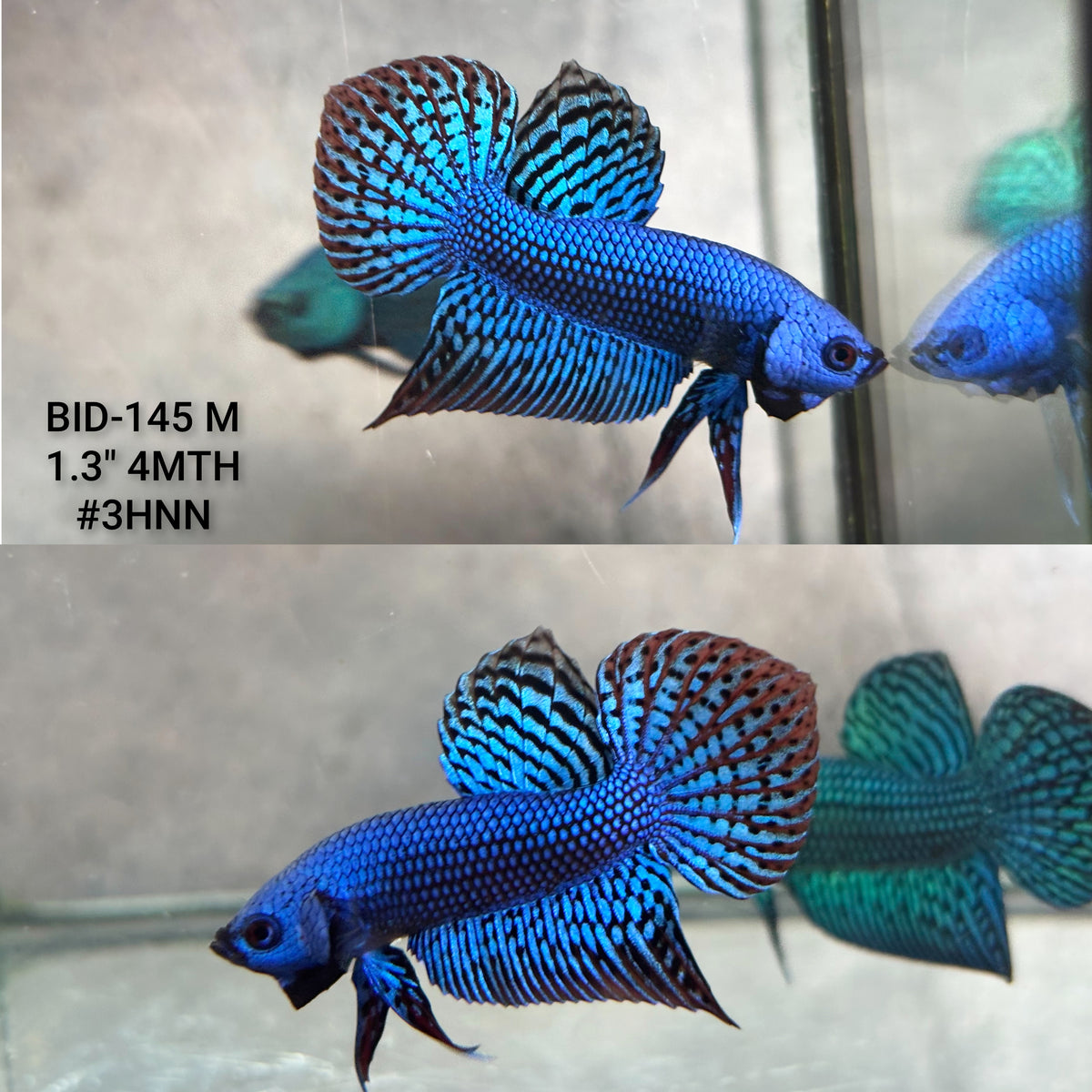 Live Male Betta Blue Alien Hybrid Wild Plakat (BID-145)S197 High quality what you see what you get!!