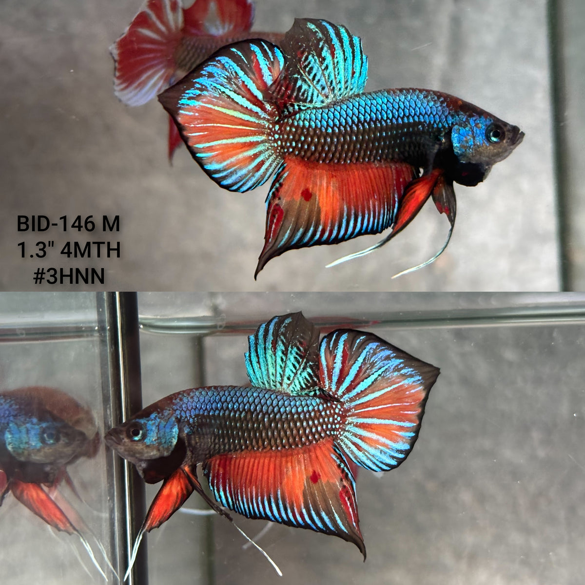 Live Male Betta Fantasy Orange Black Emerald Splendens Hybrid Wild Plakat (BID-146)S270 High quality what you see what you get!!