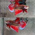 Live Male Betta Fantasy Red Splendens Hybrid Wild Plakat (BID-147)S117 High quality what you see what you get!!