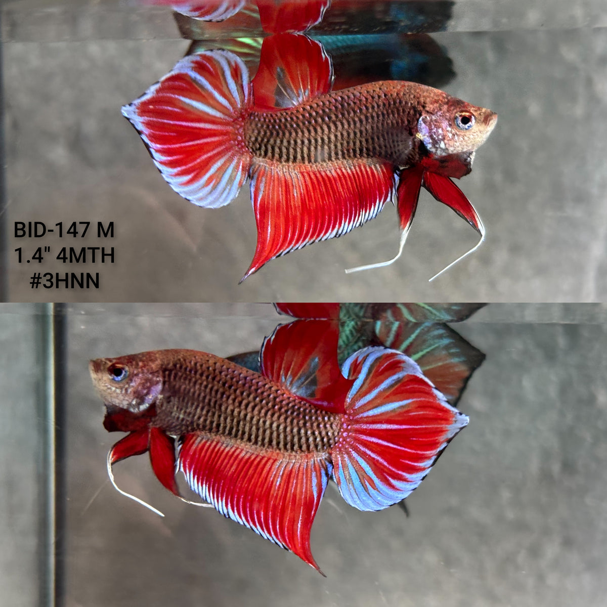 Live Male Betta Fantasy Red Splendens Hybrid Wild Plakat (BID-147)S117 High quality what you see what you get!!
