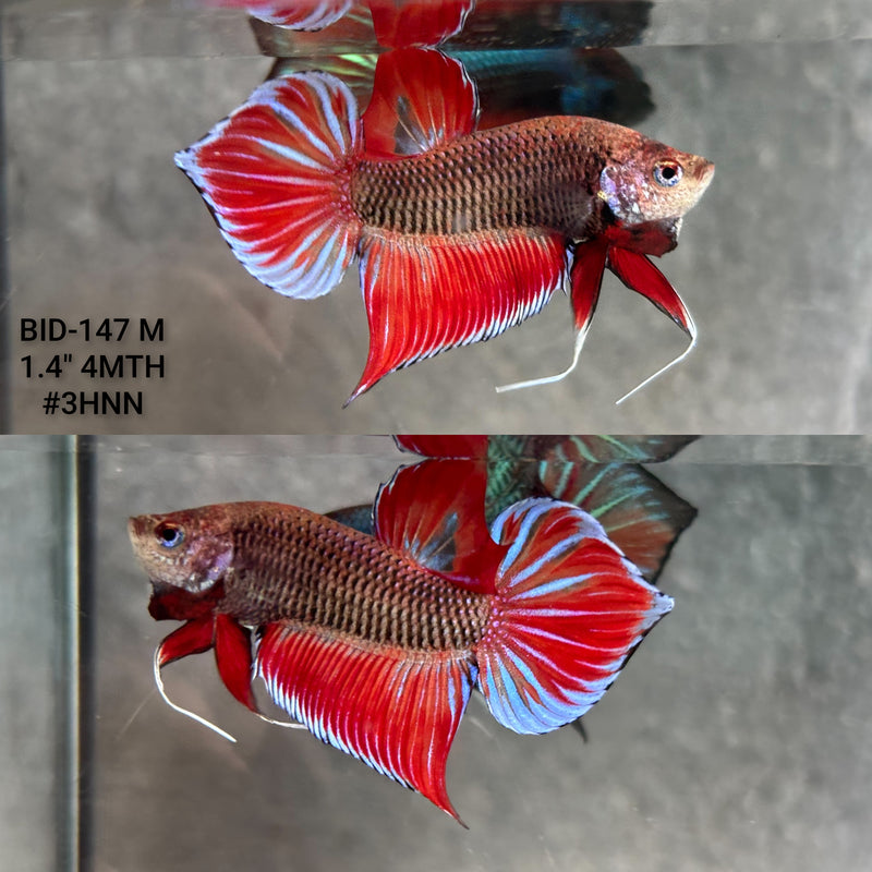 Live Male Betta Fantasy Red Splendens Hybrid Wild Plakat (BID-147) High quality what you see what you get!!