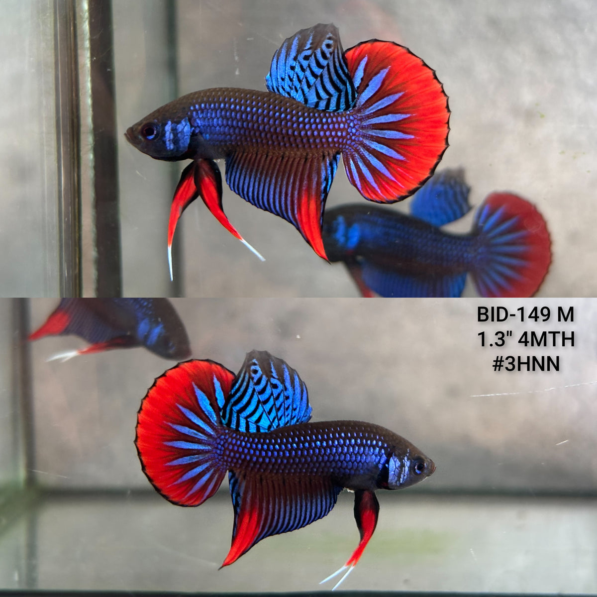 Live Male Betta Blue Red Imbellis Wild Plakat (BID-149)S120 High quality what you see what you get!!