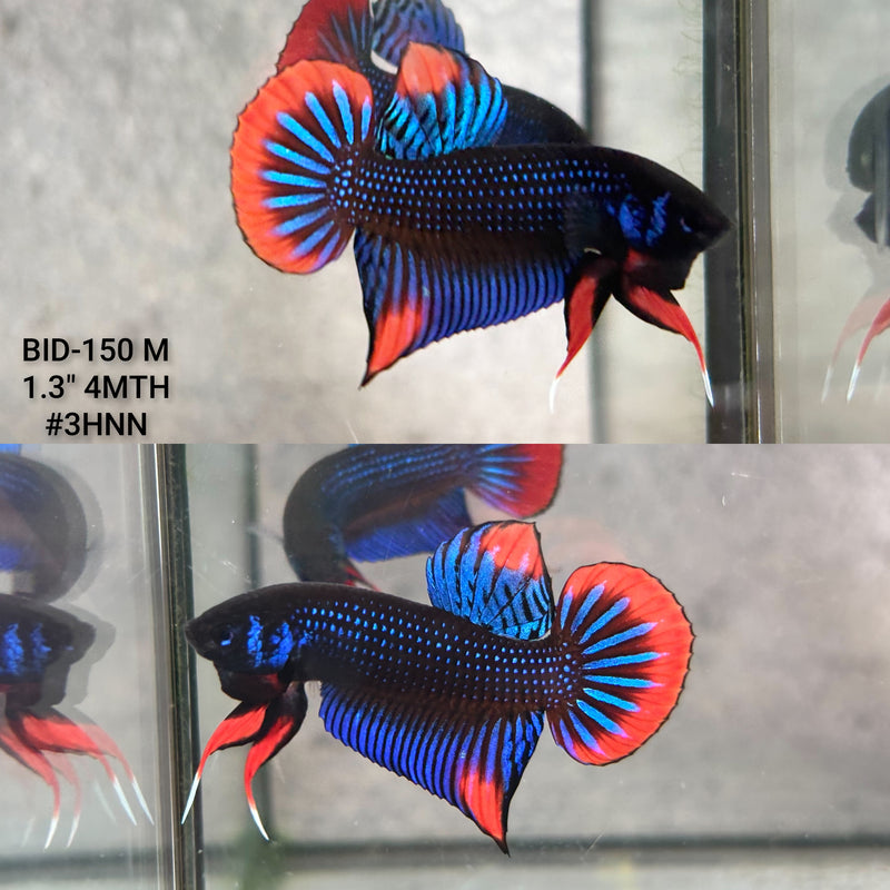 Live Male Betta Blue Red Imbellis Wild Plakat (BID-150) High quality what you see what you get!!