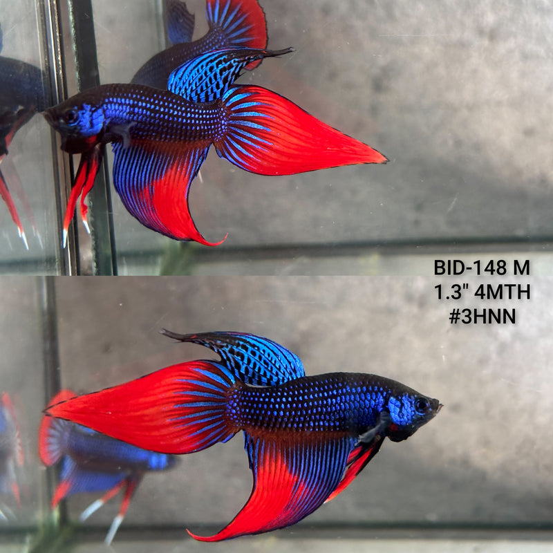 Live Male Betta Blue Red Imbellis Hybrid Shape Wild Velitail (BID-148) High quality what you see what you get!!