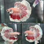 Live Male Betta Red Copper Butterfly Dumbo big ear Halfmoon (TNK-A672)S239 High quality what you see what you get!!