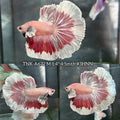 Live Male Betta Red Copper Butterfly Dumbo big ear Halfmoon (TNK-A672)S239 High quality what you see what you get!!