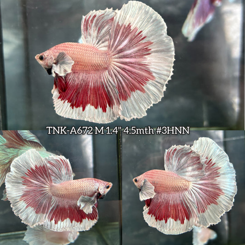 Live Male Betta Red Copper Butterfly Dumbo big ear Halfmoon (TNK-A672) High quality what you see what you get!!
