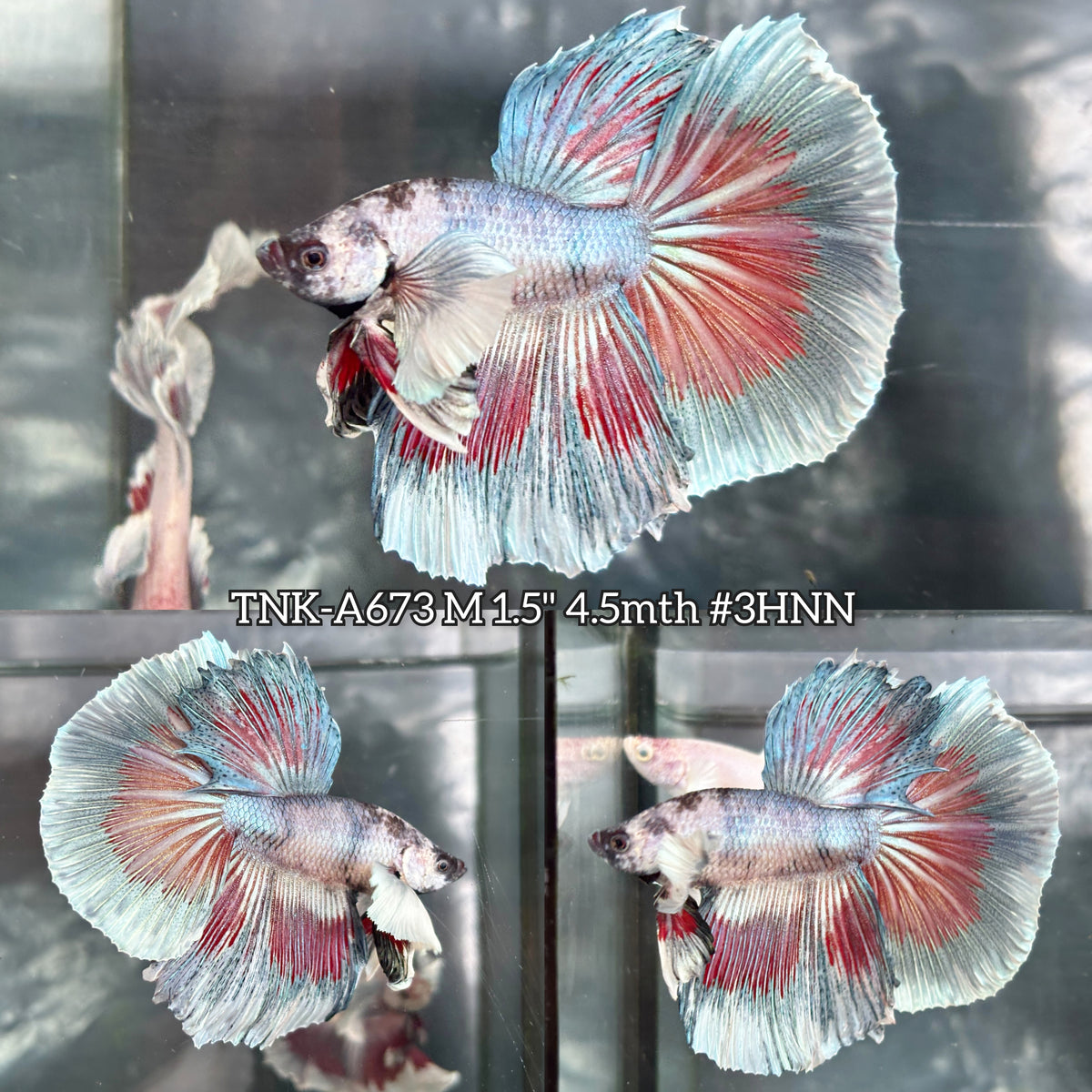 Live Male Betta Fancy Dark Colors Dumbo big ear Halfmoon (TNK-A673)S013 High quality what you see what you get!!