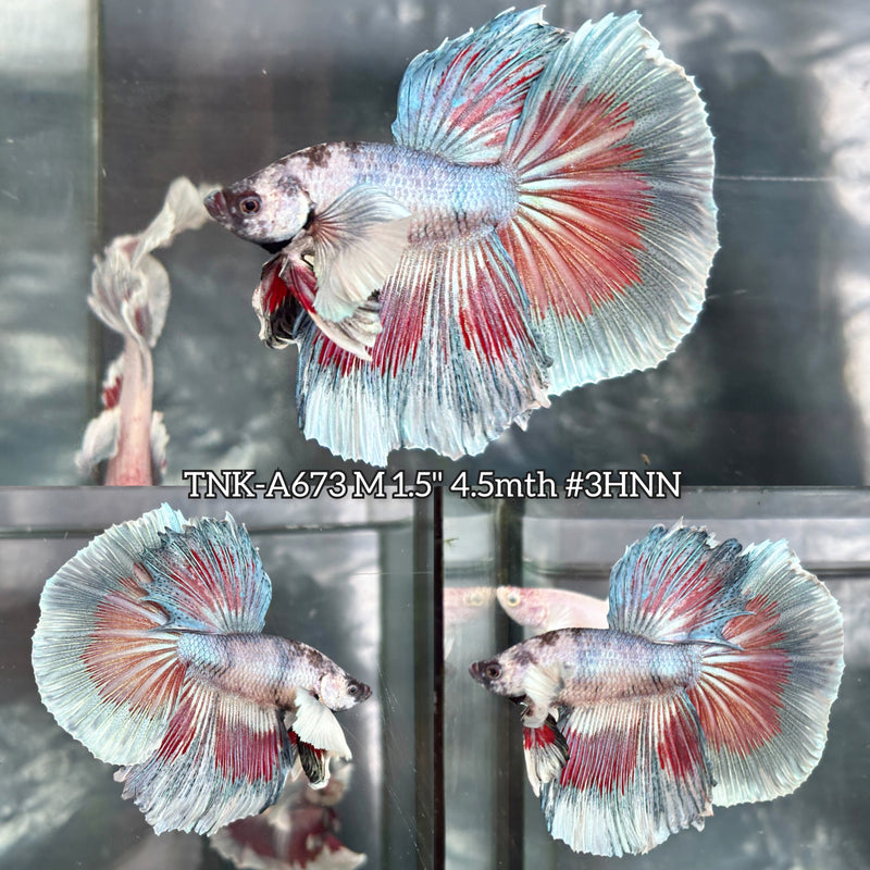Live Male Betta Fancy Dark Colors Dumbo big ear Halfmoon (TNK-A673)High quality what you see what you get!!