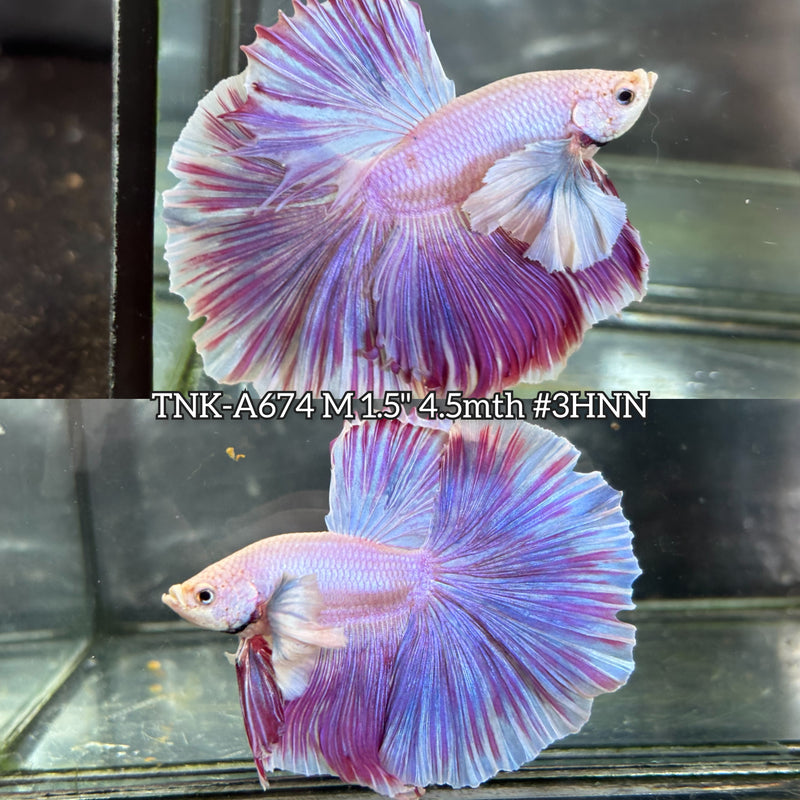 Live Male Betta Fancy Purple Pink Sweet colors Dumbo big ear Halfmoon (TNK-A674)High quality what you see what you get!!