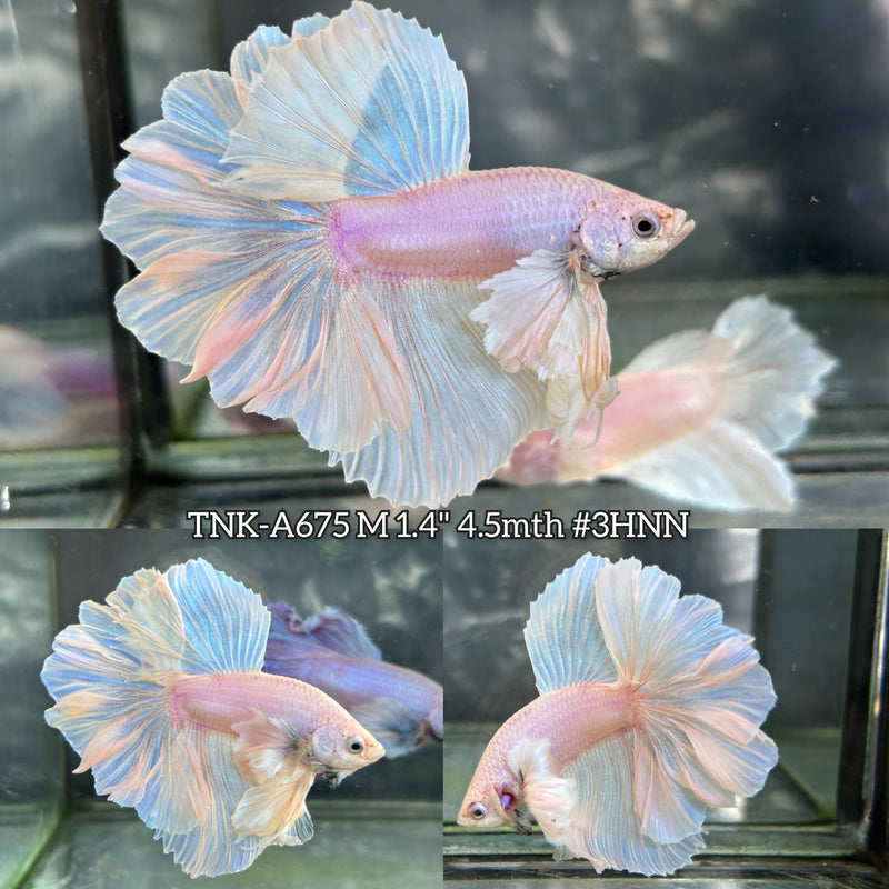 Live Male Betta Platinum White  Dumbo big ear Halfmoon Rosetail (TNK-A675)High quality what you see what you get!!