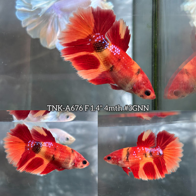Live Female Betta Nemo Duo colors Over Halfmoon (TNK-A676)High quality what you see what you get!!