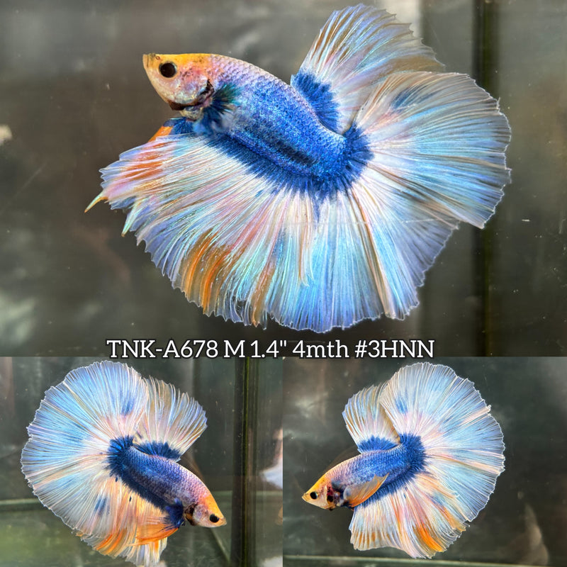 Live Male Betta Fancy Blue Grizzle Over Halfmoon (TNK-A678)High quality what you see what you get!!