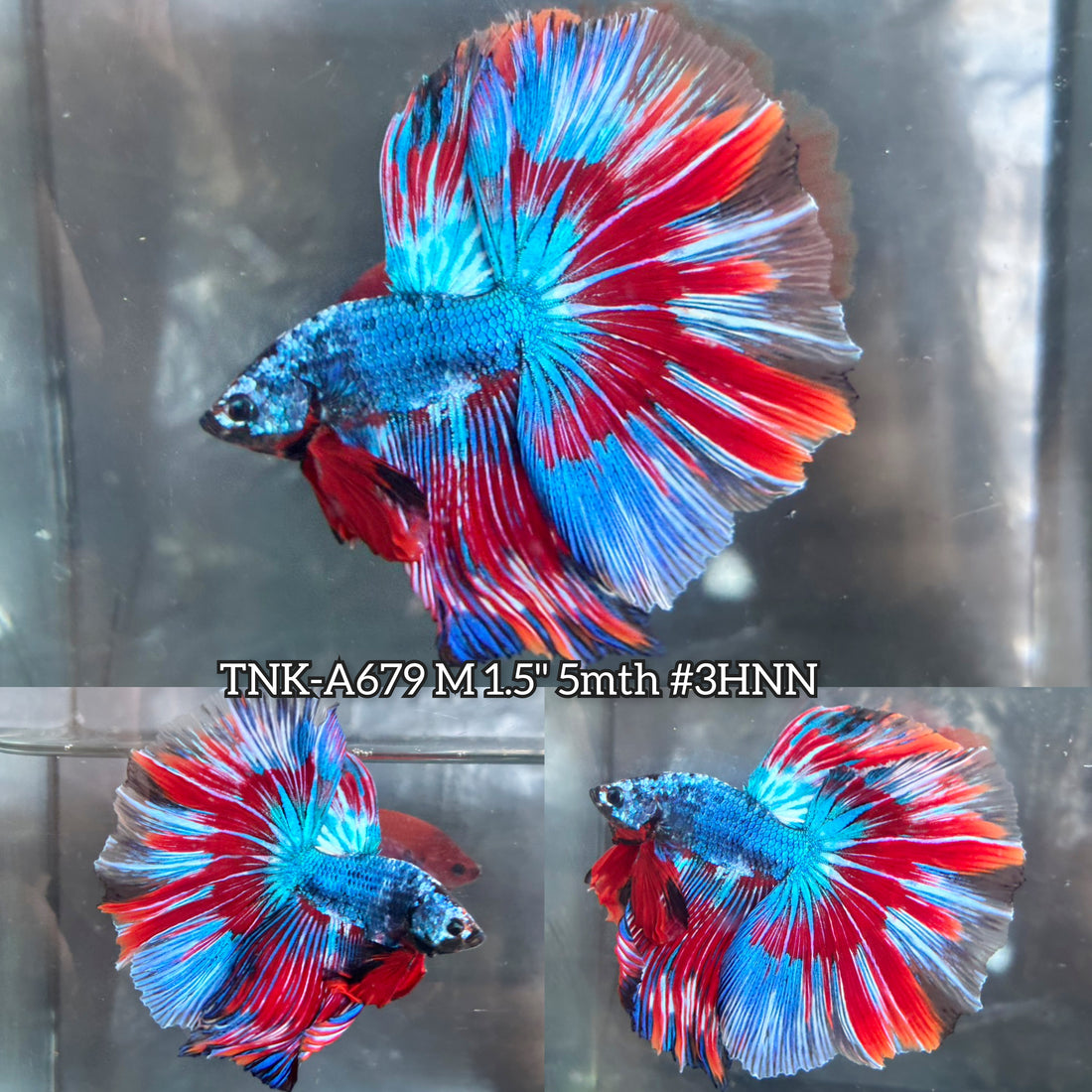 Live Male Betta Fancy Metallic Blue Dark Colors Over Halfmoon (TNK-A679) High quality What you see What you get!!