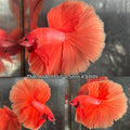Live Male Betta Super Orange Solid color Over Halfmoon (TNK-A680) S041 High quality What you see What you get!!