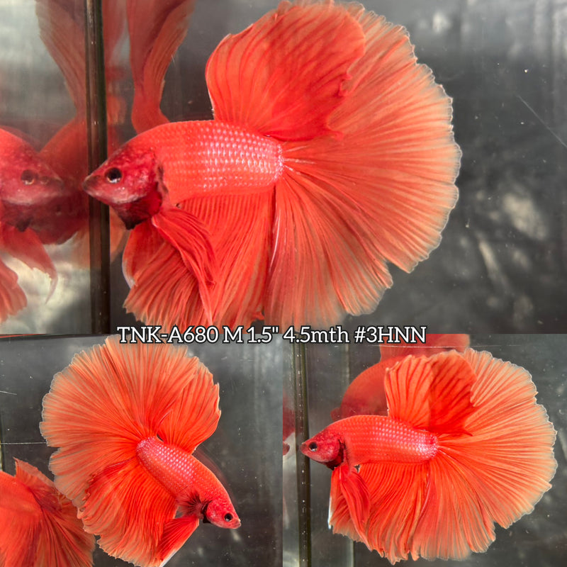 Live Male Betta Super Orange Solid color Over Halfmoon (TNK-A680) High quality What you see What you get!!