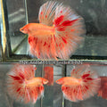 Live Male Betta Orange Vanda Armageddon Over Halfmoon (TNK-A681) High quality What you see What you get!!