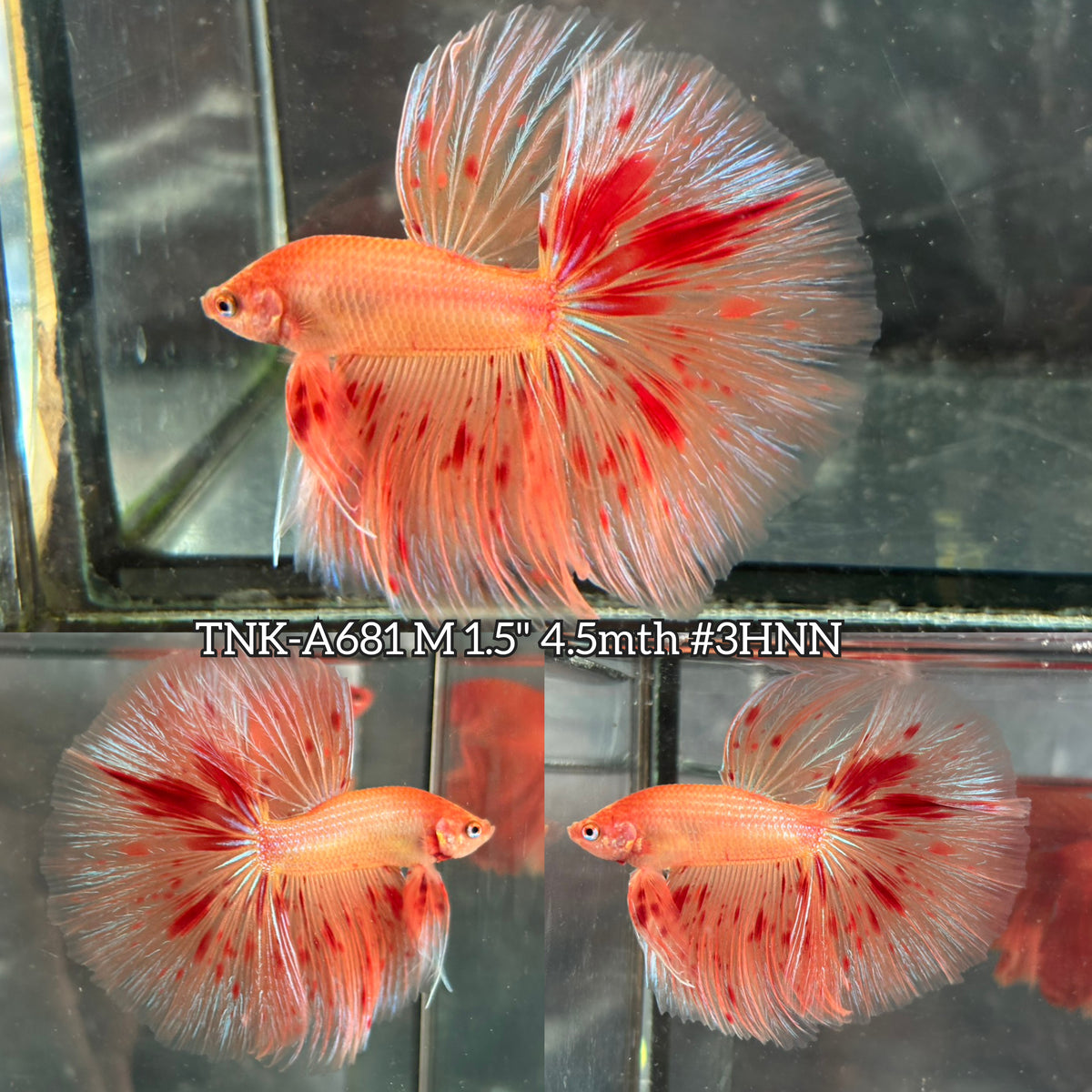 Live Male Betta Orange Vanda Armageddon Over Halfmoon (TNK-A681) High quality What you see What you get!!