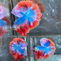 Live Male Betta Fancy Blue Red Over Halfmoon (TNK-A682) S110 High quality What you see What you get!!!