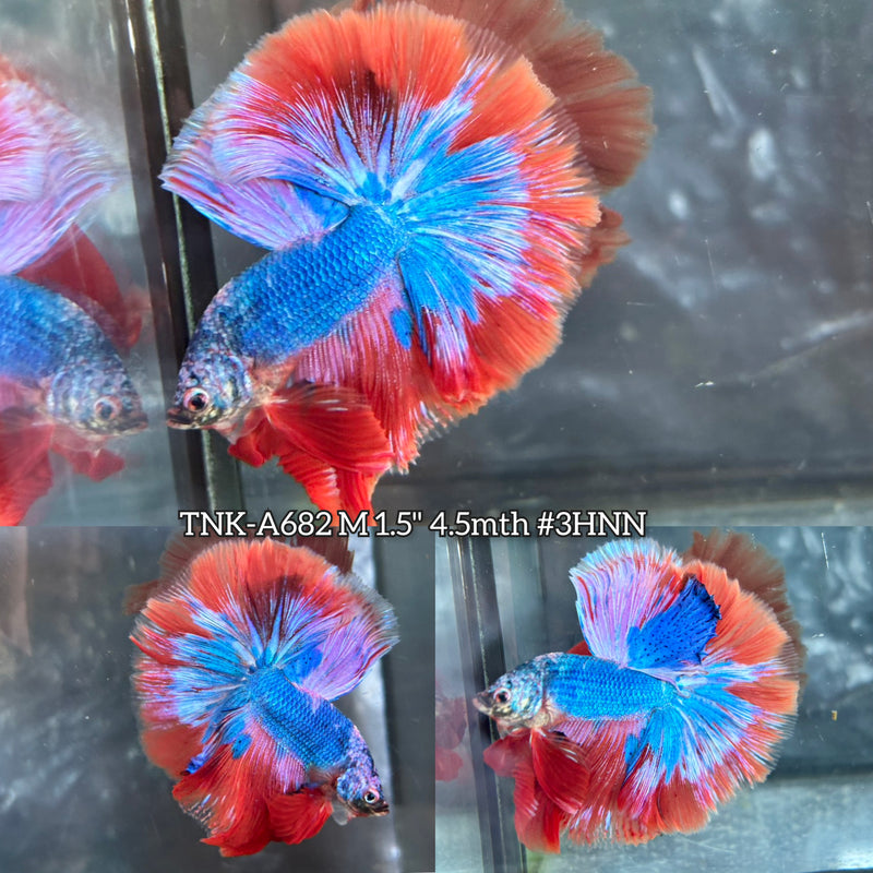 Live Male Betta Fancy Blue Red Over Halfmoon (TNK-A682) High quality What you see What you get!!