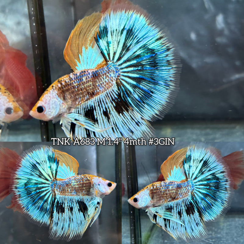 Live Male Betta Fancy Yellow Koi Halfmoon (TNK-A683) High quality What you see What you get!!