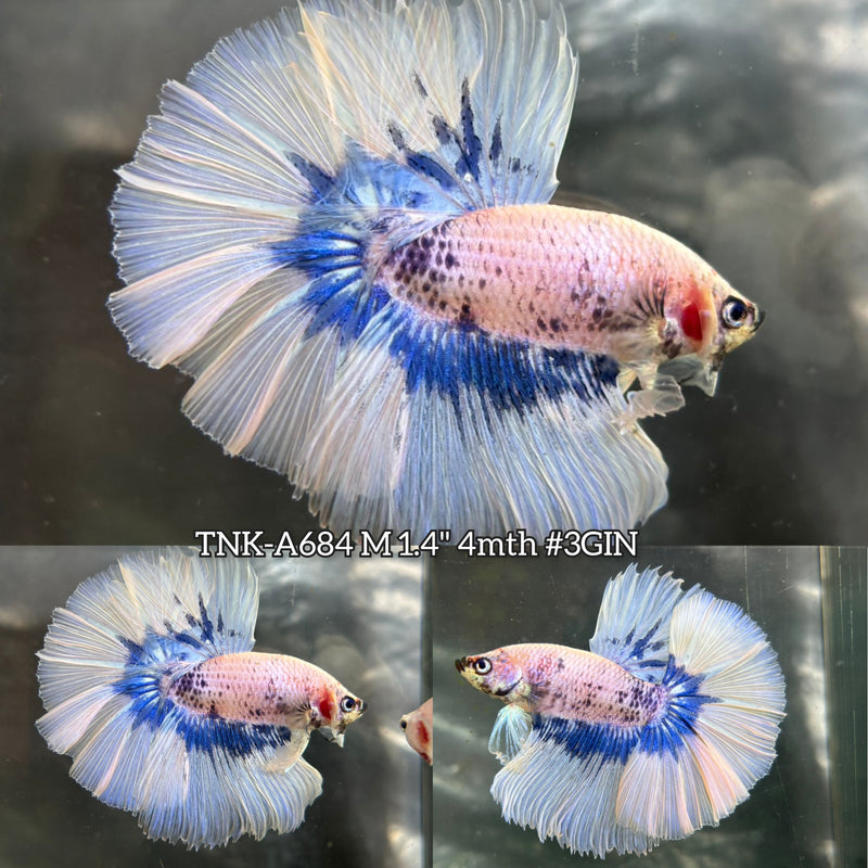 Live Male Betta Blue Butterfly Over Halfmoon (TNK-A684) High quality What you see What you get!!