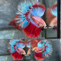 Live Male Betta Fancy Red Hellboy Over Halfmoon (TNK-A685) S040 High quality What you see What you get!!!