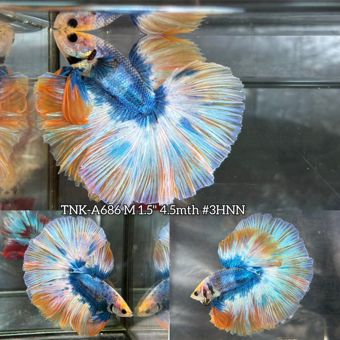 Live Male Betta Fancy Yellow Blue Mascot Over Halfmoon (TNK-A686) High quality What you see What you get!!
