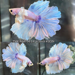 Live Male Betta Fancy Light Pastel Colors Dumbo big ear Halfmoon Rosetail (TNK-A687) S062 High quality What you see What you get!!