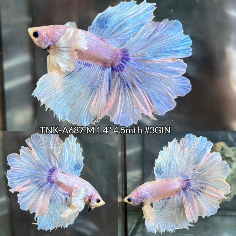 Live Male Betta Fancy Light Pastel Colors Dumbo big ear Halfmoon Rosetail (TNK-A687) High quality What you see What you get!!