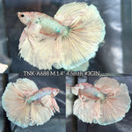Live Male Betta Fancy Light Pastel Colors Dumbo big ear Over Halfmoon (TNK-A688) S063 High quality What you see What you get!!!