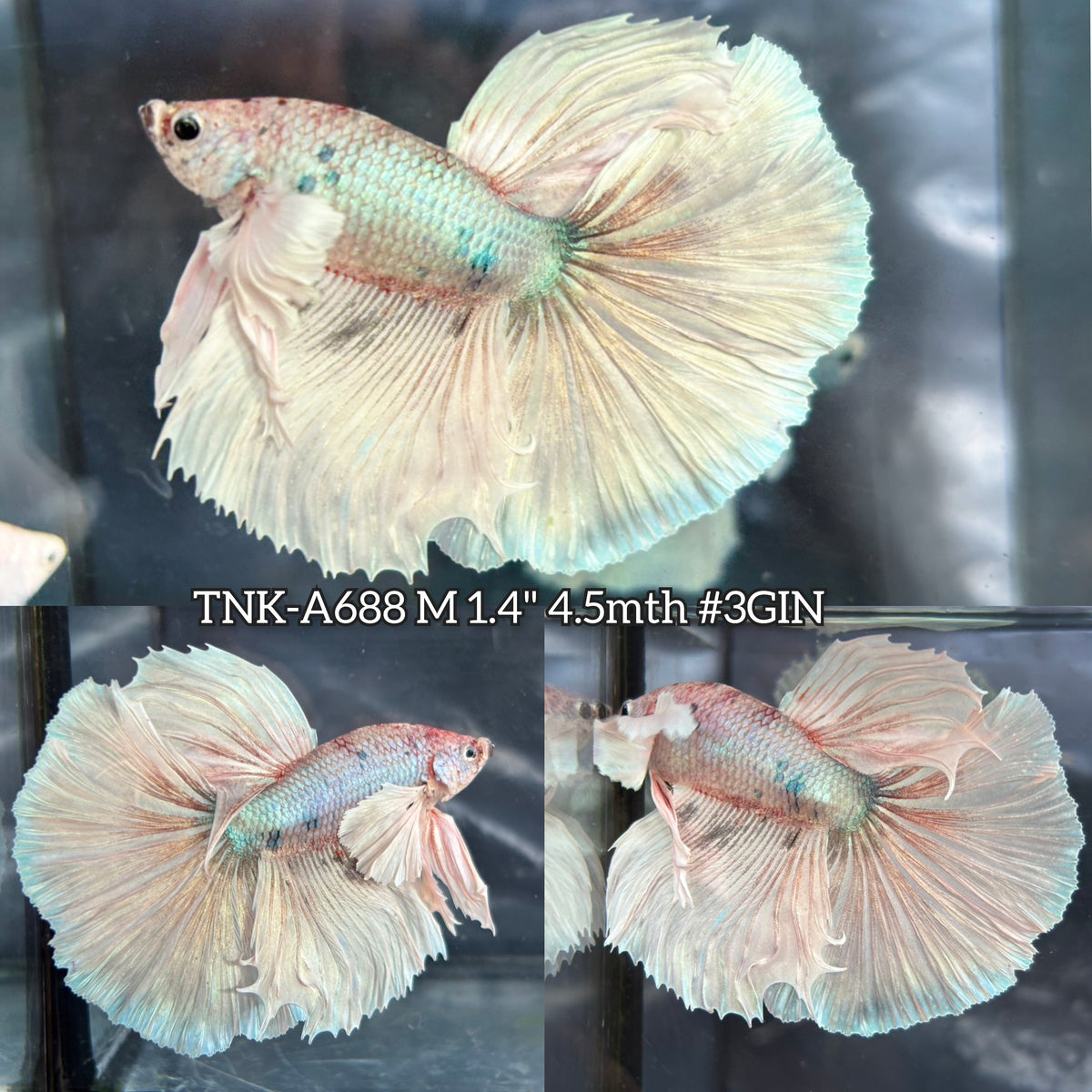 Live Male Betta Fancy Light Pastel Colors Dumbo big ear Over Halfmoon (TNK-A688) High quality What you see What you get!!!