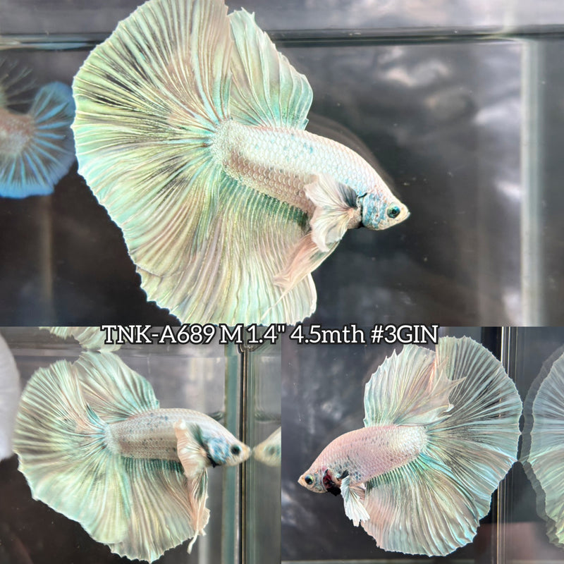 Live Male Betta Fancy Green Pastel Colors Dumbo big ear Over Halfmoon (TNK-A689) High quality What you see What you get!!