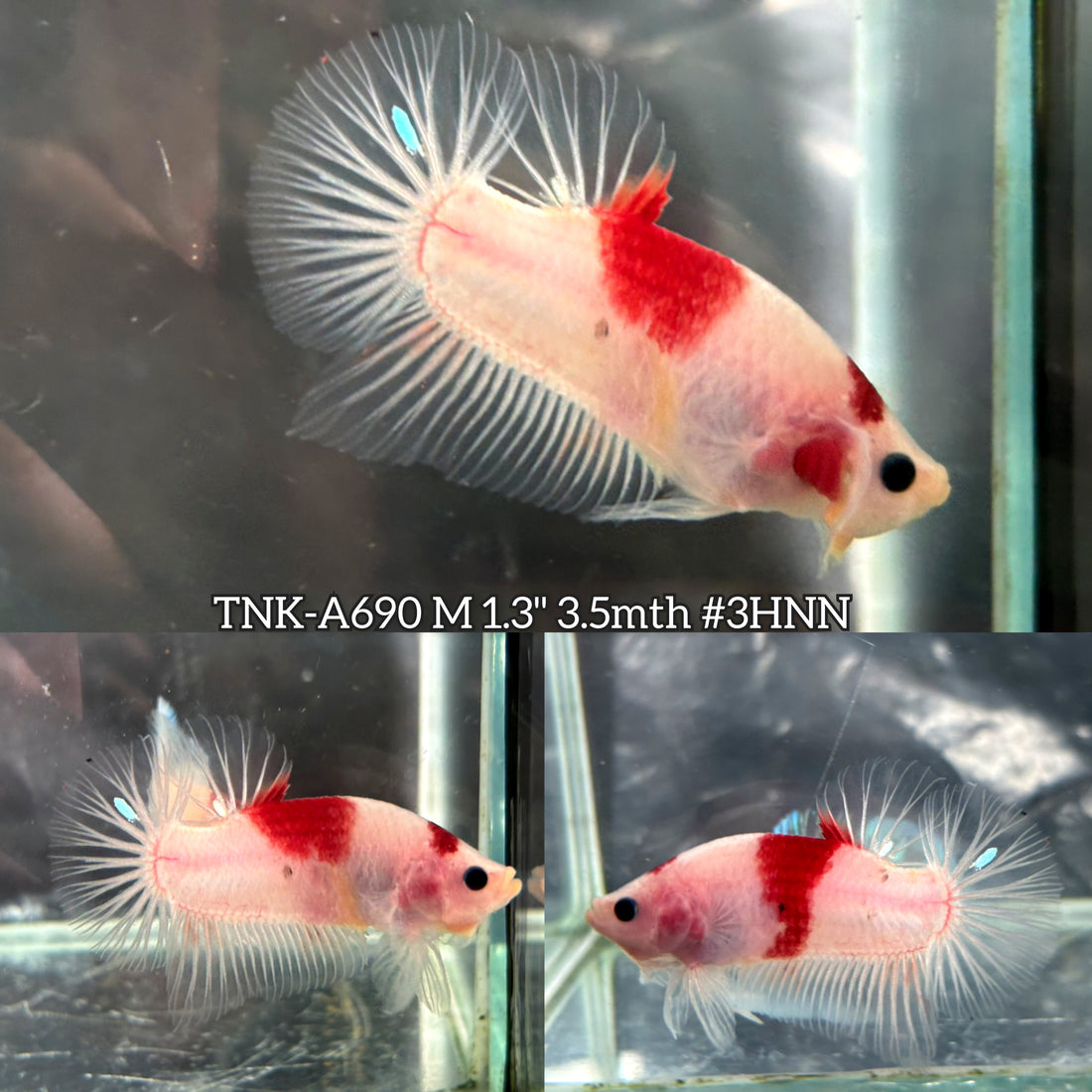 Live Male Betta Tancho Classic Koi marking Plakat (TNK-A690) High quality what you see what you get!!