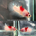 Live Male Betta Tancho Classic Koi marking Plakat (TNK-A690) High quality what you see what you get!!