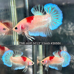 Live Male Betta Tancho Classic Koi marking Plakat (TNK-A691) High quality what you see what you get!!