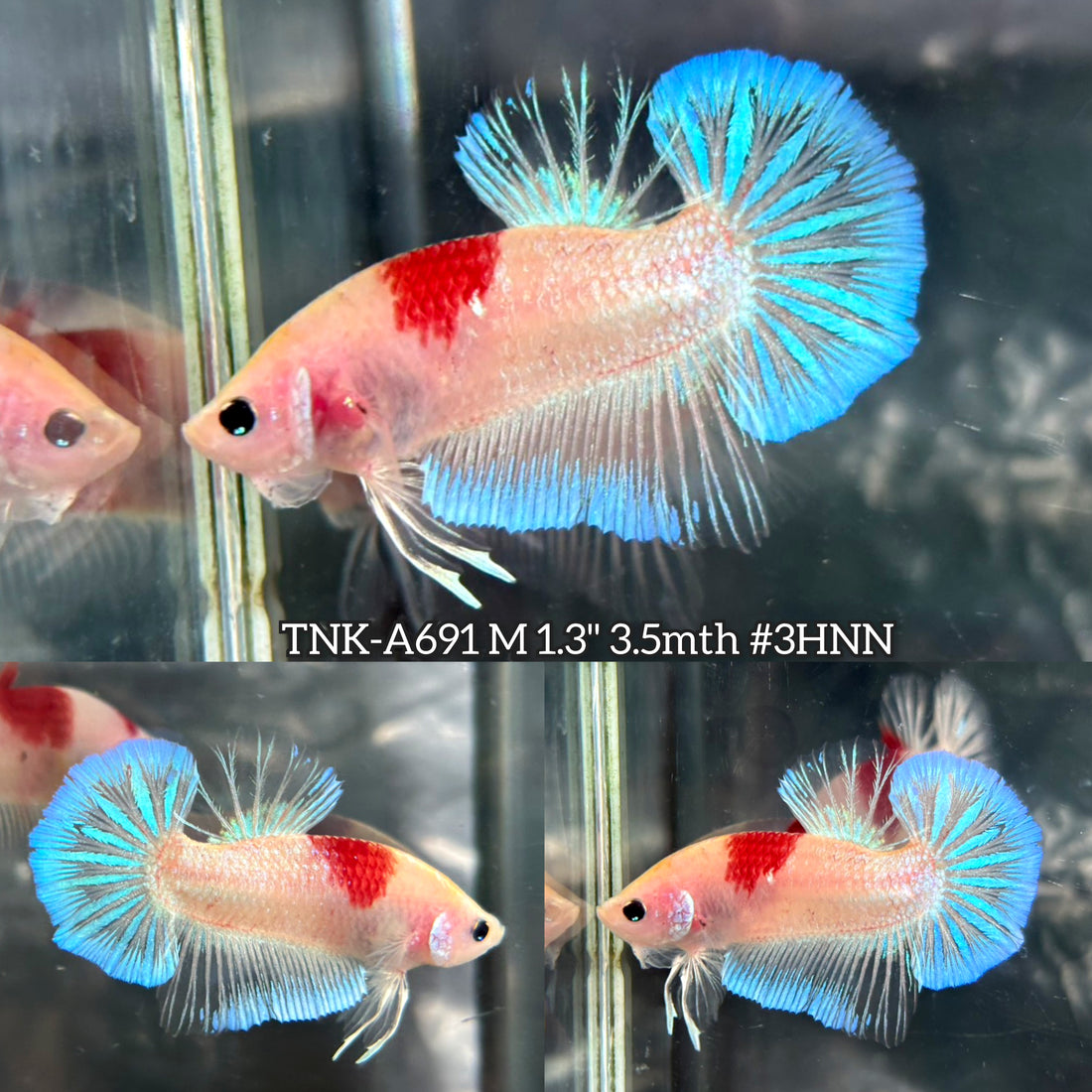 Live Male Betta Tancho Classic Koi marking Plakat (TNK-A691) High quality what you see what you get!!