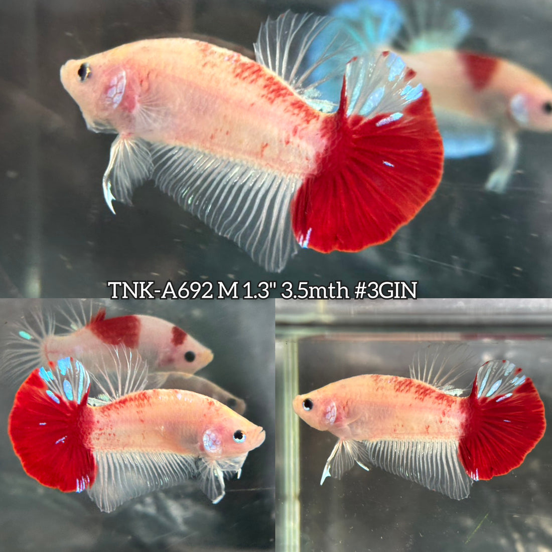 Live Male Betta Classic Koi Red tail marking Plakat (TNK-A692) High quality what you see what you get!!