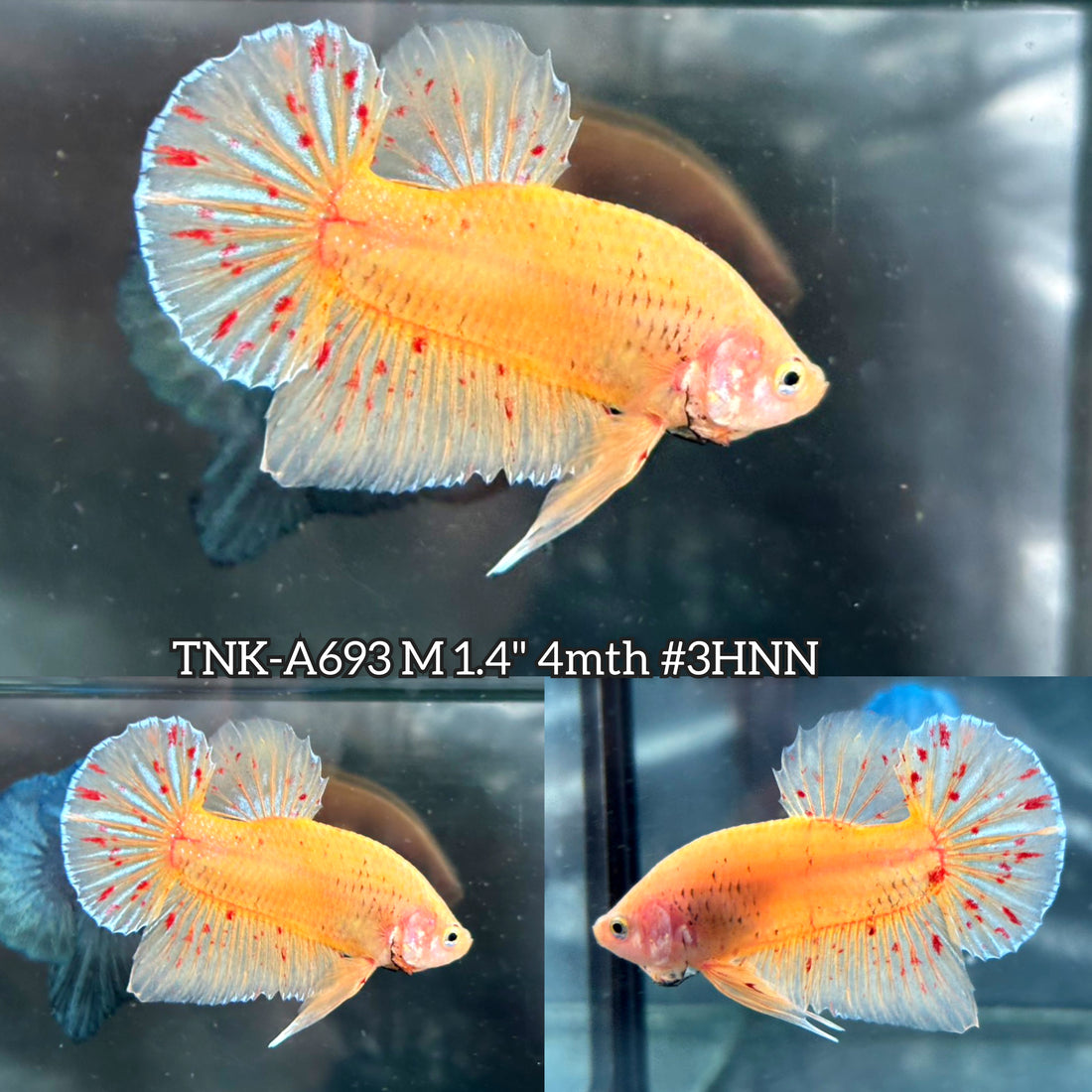 Live Male Betta Yellow Vanda Armageddon Plakat (TNK-A693) High quality what you see what you get!!