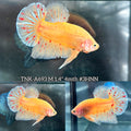 Live Male Betta Yellow Vanda Armageddon Plakat (TNK-A693) High quality what you see what you get!!