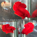 Live Male Betta Super Red Solid color Plakat (TNK-A694) High quality what you see what you get!!