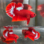 Live Male Betta Fancy Red Hellboy Startail Plakat (TNK-A695) High quality what you see what you get!!