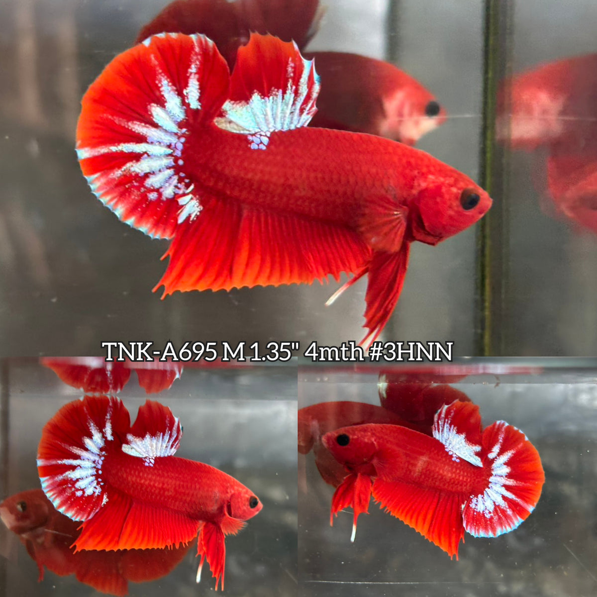 Live Male Betta Fancy Red Hellboy Startail Plakat (TNK-A695) High quality what you see what you get!!